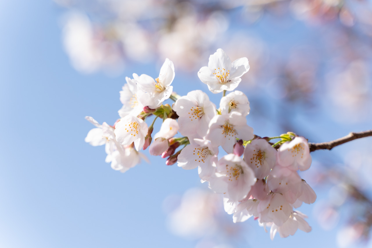 桜